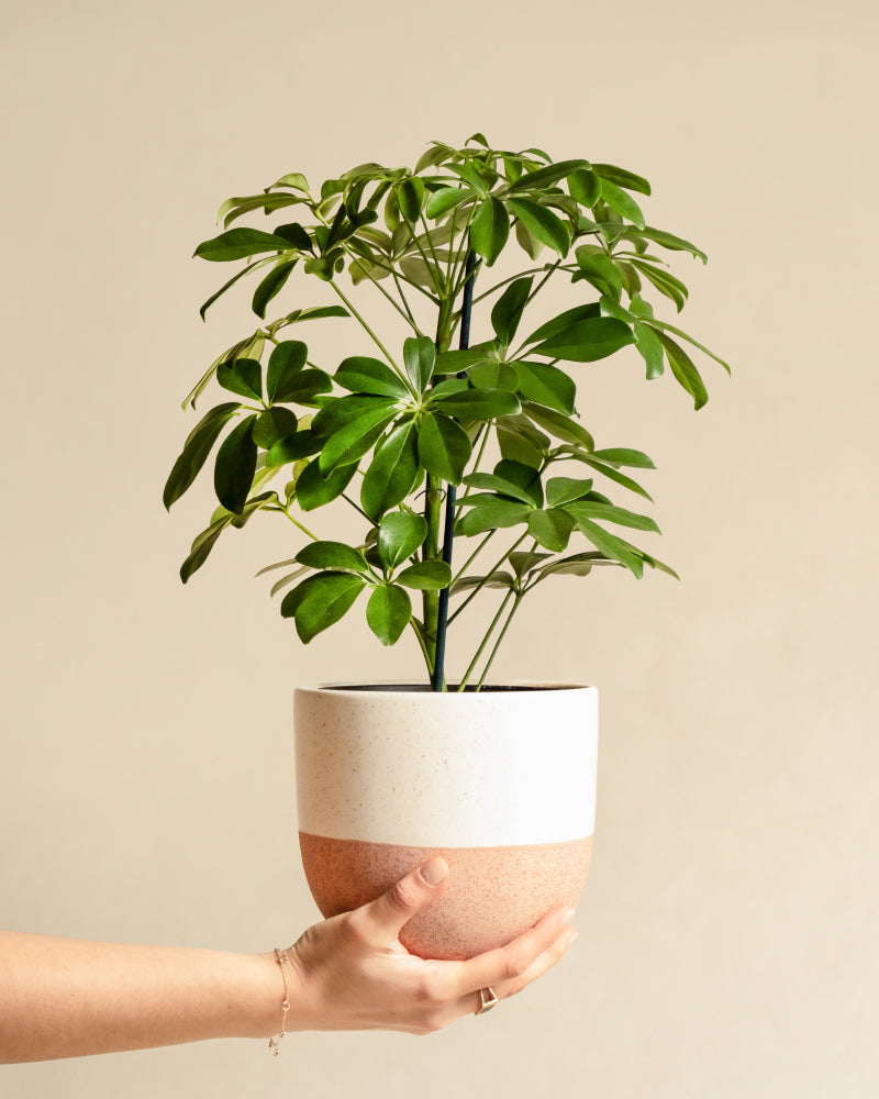 Schefflera in einem Pinken Variado Topf von einer Hand gehalten