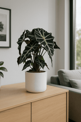 Alocasia Polly Ø:17 H:45 cm Finestgreen