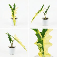 Alocasia sp.. Sulawesi Sabrina Narrow Aurea Variegata