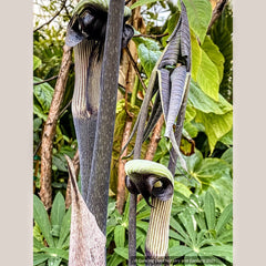 Arisaema ringens, Japanese Cobra Lily