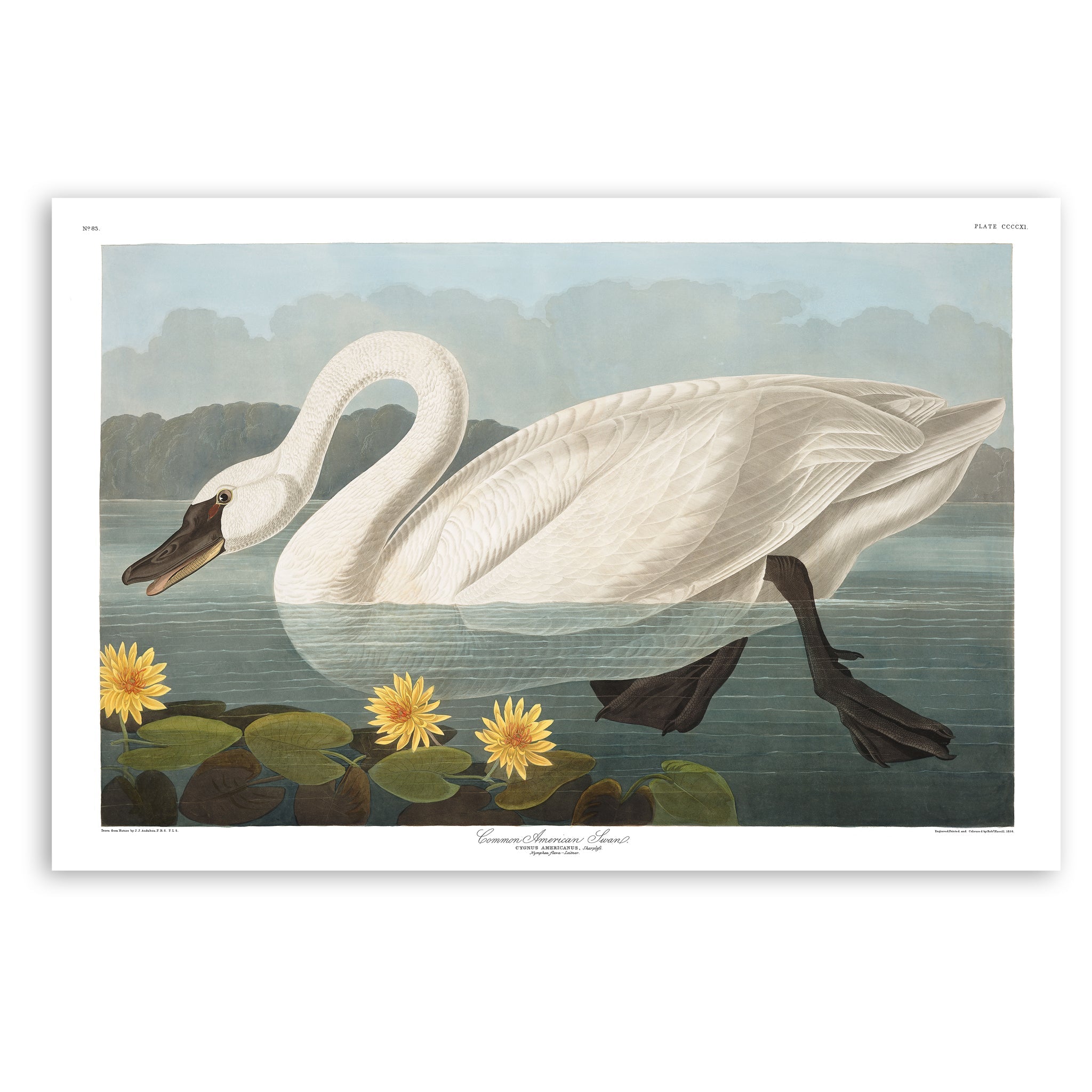 Audubon american san bird print