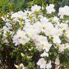 Rhododendron - Encore Azalea® Autumn Moonlight