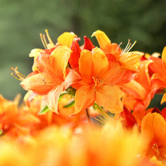 Azalea Golden Eagle_Flowers