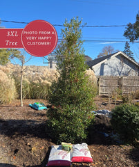 Foster Holly planted in the landscape