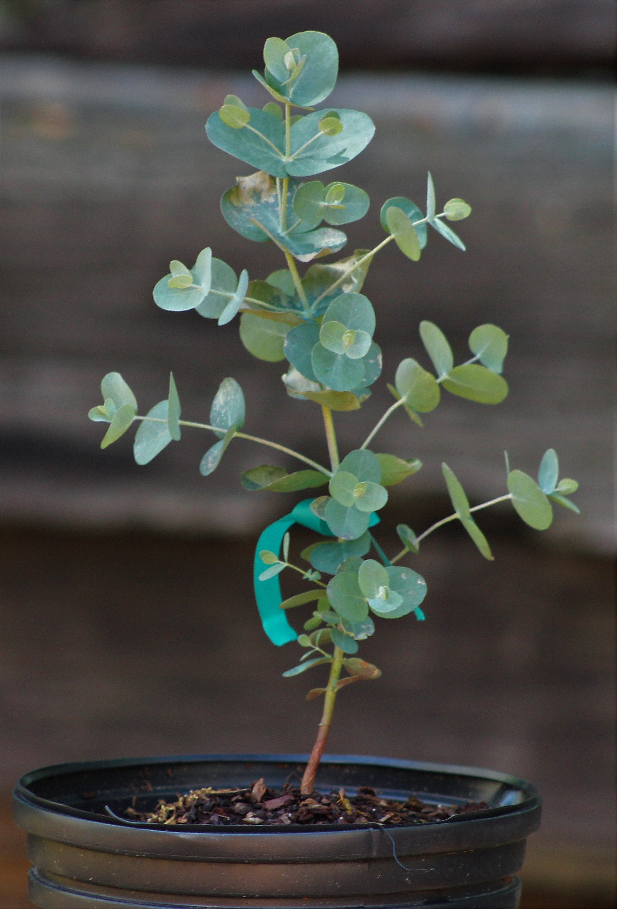 Eucalyptus pulverulenta 'Bluey'