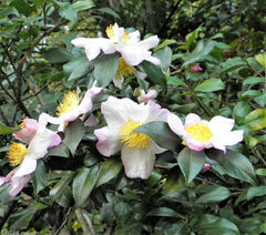 5 TEA PLANT Black & Green Drinking Tea Camellia Sinensis Evergreen Tree Shrub Flower Seeds