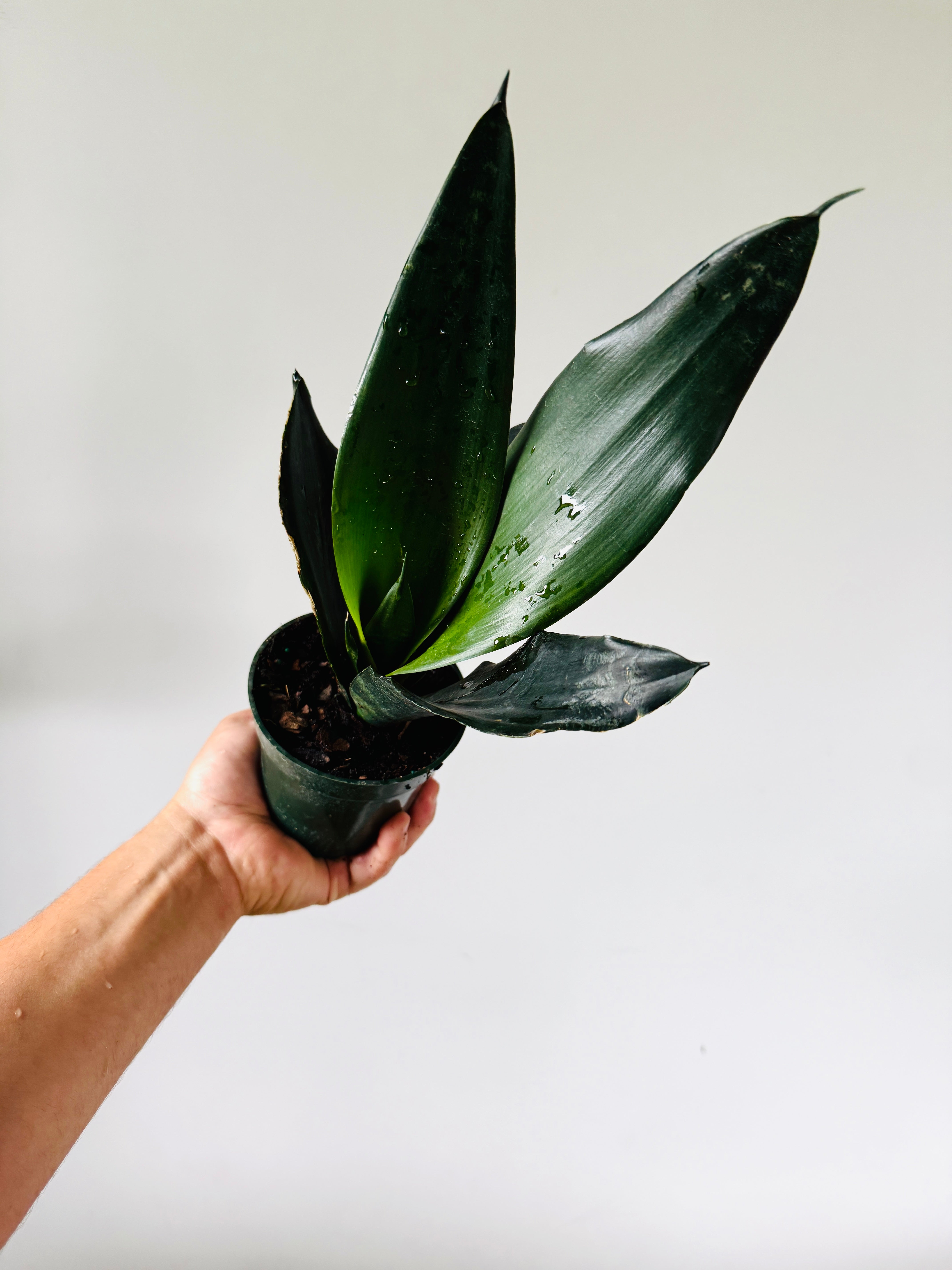 Sansevieria Black Dragon - 4" Pot