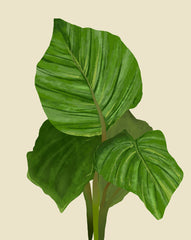 An illustration of a Calathea Orbifolia, also known as a Prayer Plant, with large, round, shiny, green leaves with silver stripes.