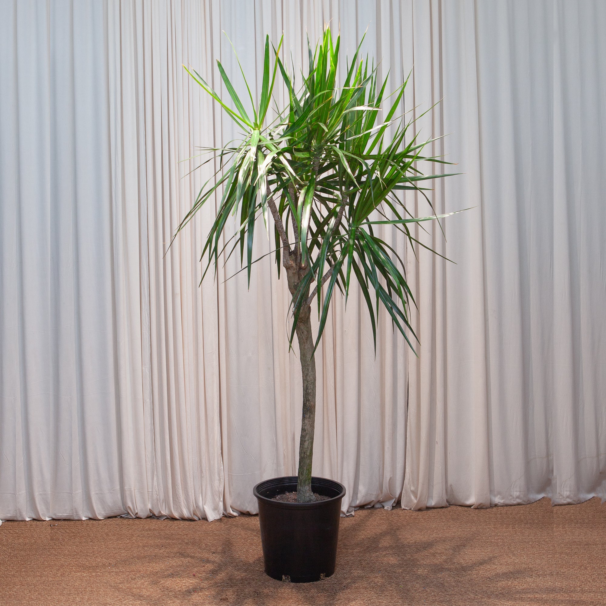 Character Dragon Tree: Dracaena marginata - 14 inch pot - 6 foot tall — indoor plant — indoor plant for sale by Promise Supply for delivery and pickup in Toronto.