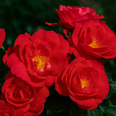 Parkland® Winnipeg Parks Potted Rose Bush