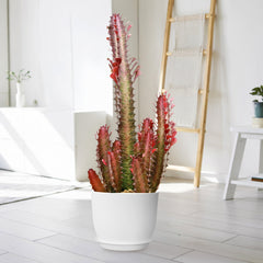 African Milk Tree Euphorbia trigona 'Rubra' in a white pot with tall, red-edged stems on a light floor in a minimalist living room.