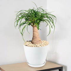 A Ponytail palm with a thick trunk and long, arching green leaves in a white pot with light stones, set on a beige surface.