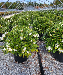Rows of potted Cunningham’s White rhododendron shrubs with glossy green leaves and white blooms, growing in a nursery hoop house.