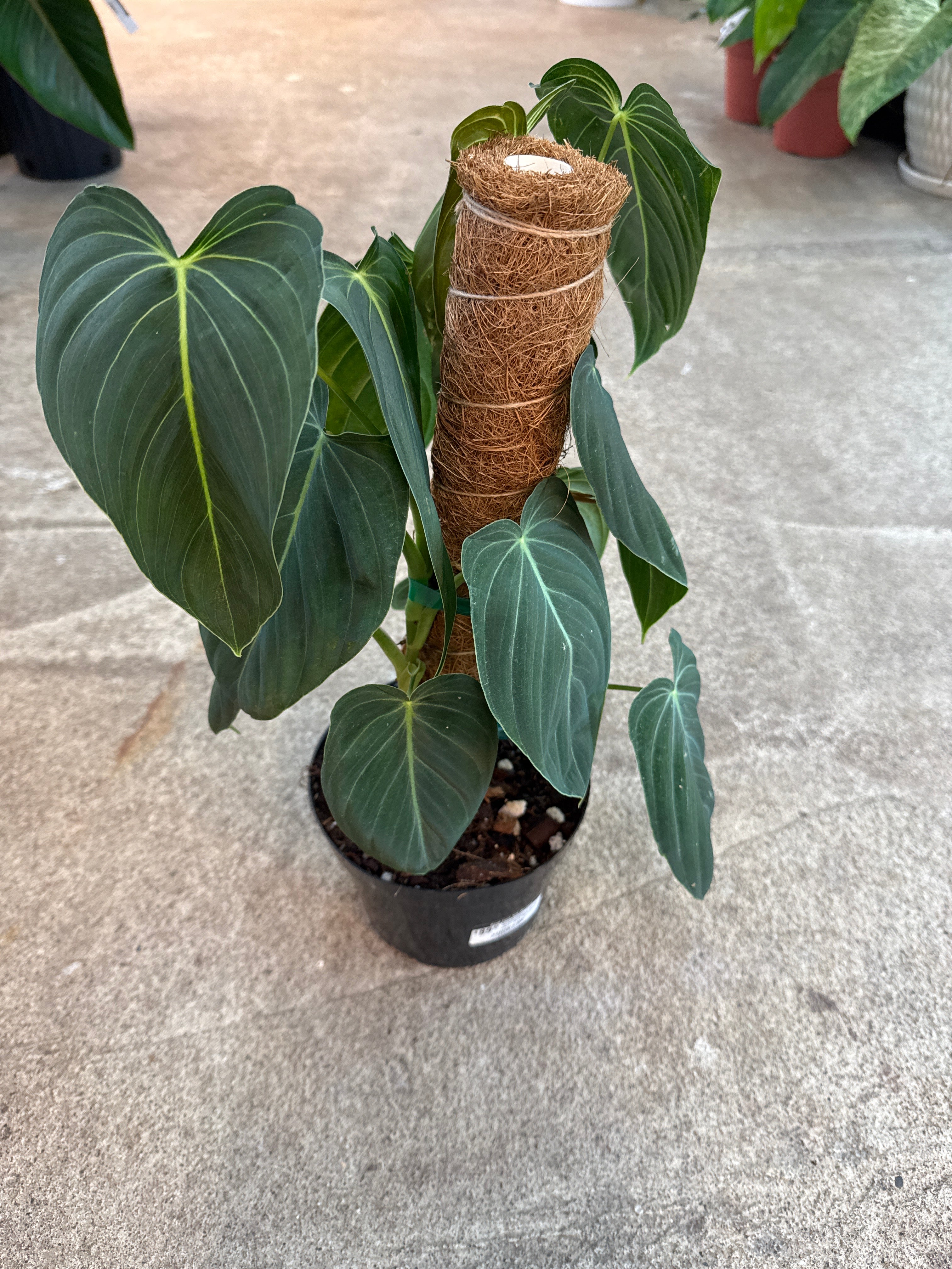 Philodendron 'Melanochrysum' 6" - Black-Gold Philodendron