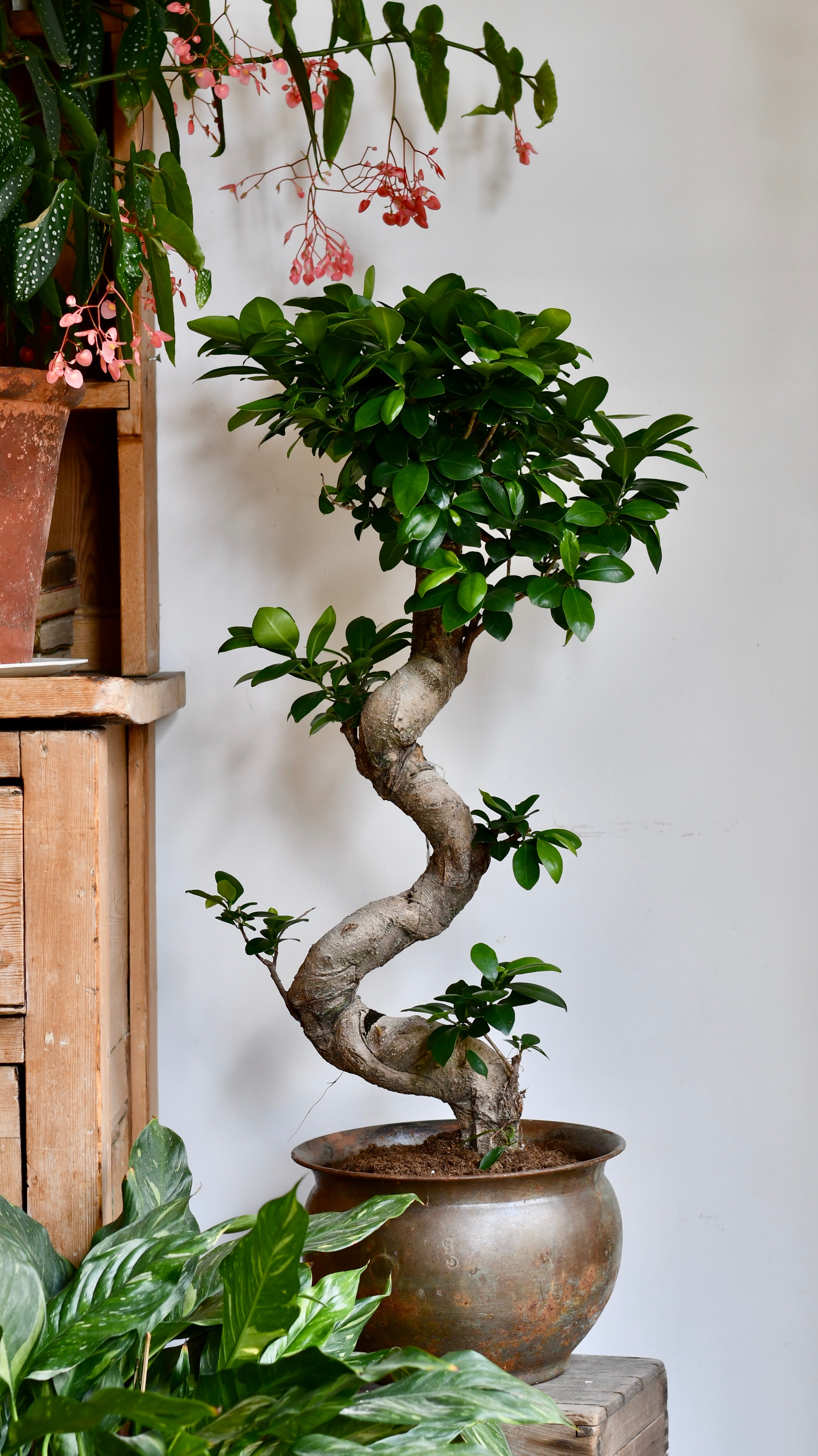 Ficus Ginseng – Sculptural Indoor Bonsai Tree