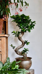 Ficus Ginseng – Sculptural Indoor Bonsai Tree