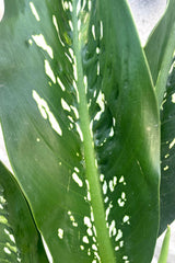 A detailed view of Dieffenbachia 'Crocodile' 12" against concrete backdrop ©Sprout Home