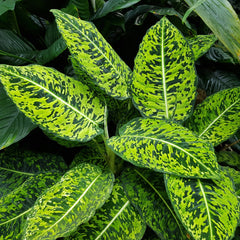 Dieffenbachia Seguine 'Aurora'
