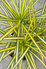 Close up of dracaena marginata tips ©Sprout Home