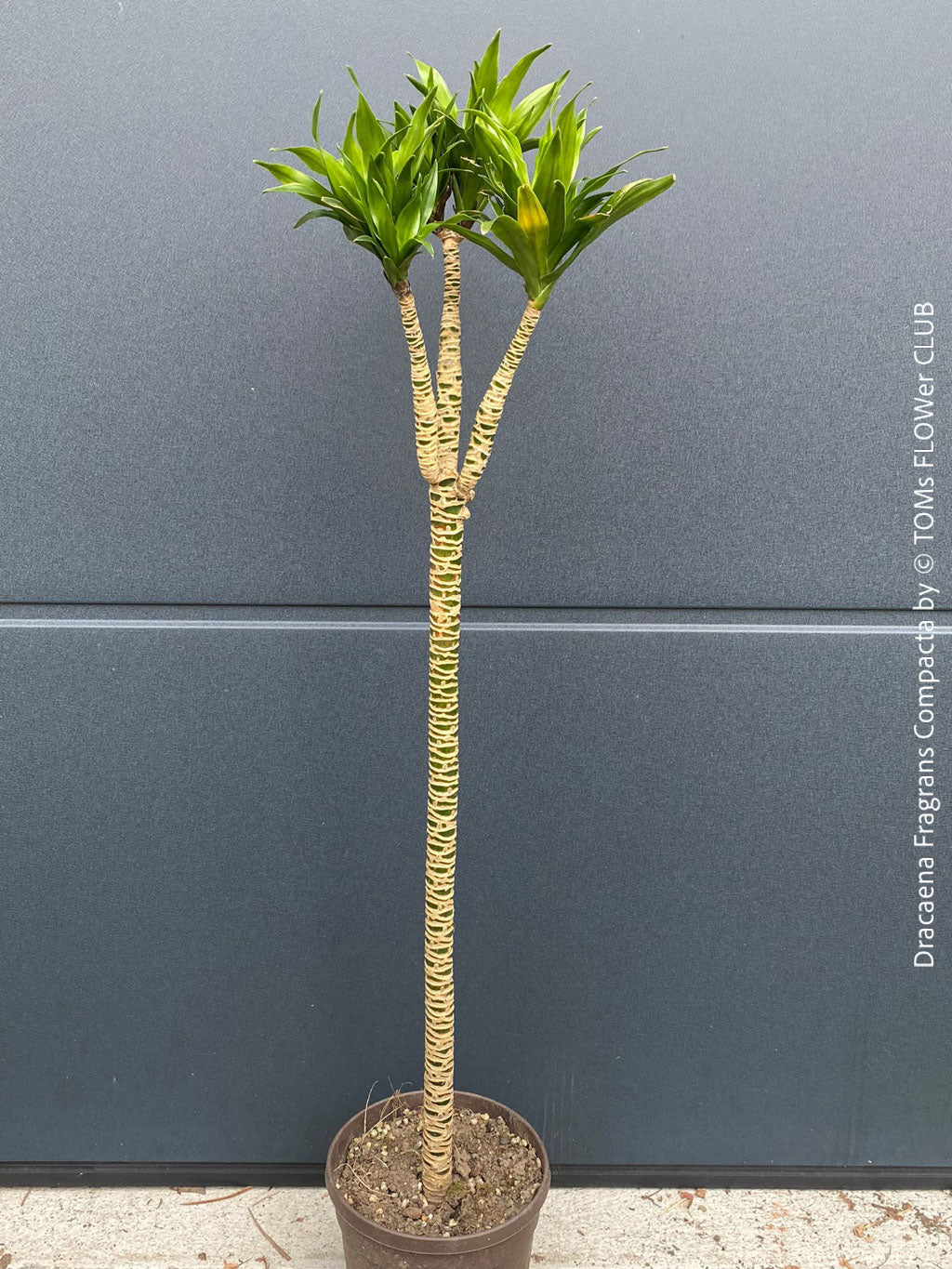 Organically cultivated Dracaena Marginata, potted in a self-mixed well drained substrate with compost. A healthy, slow-growing houseplant for semi-sunny indoor spaces; for sale at TOMs FLOWer CLUB.
