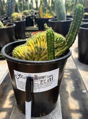 #EC131 EXACT Trichocereus Pachanoi Variegated Crested Cactus 13.5”-Cactus - Large - Exact-The Succulent Source