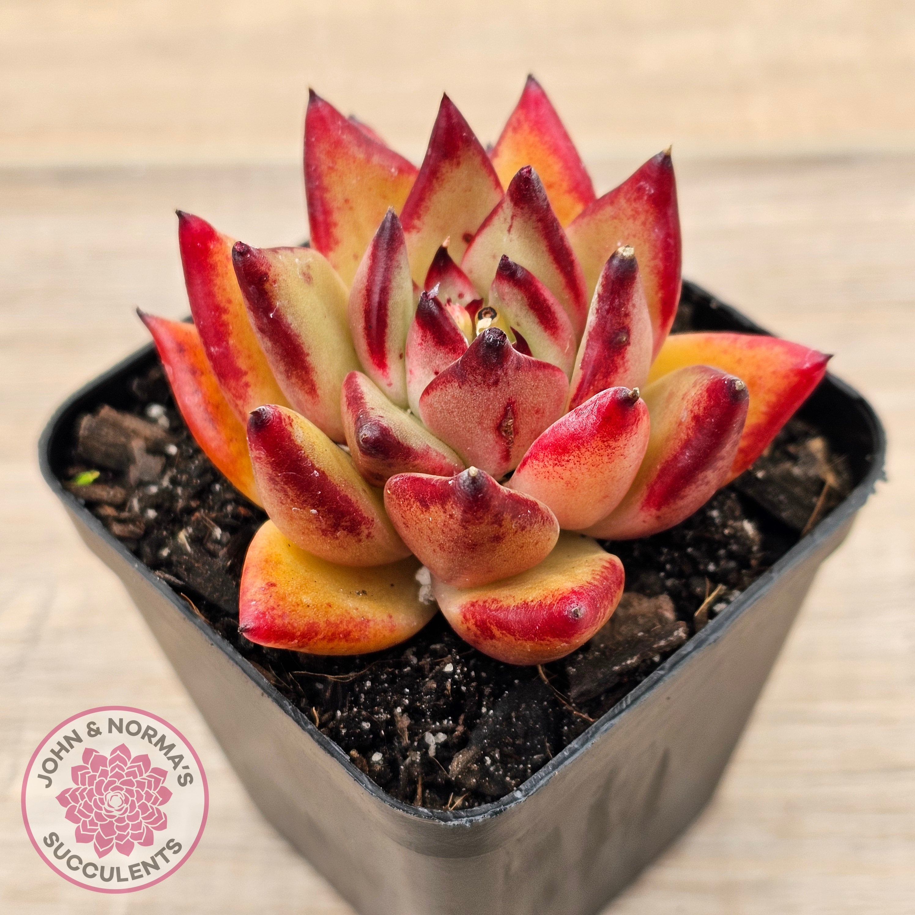 Echeveria agavoides sp. (Red)