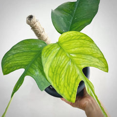 RARE Uncommon Pothos Starter Plants Baby Beginner Plants Rio Manjula Albo Skelton Key