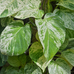 Epipremnum aureum 'Marble Queen' - 'Marble Queen' Pothos