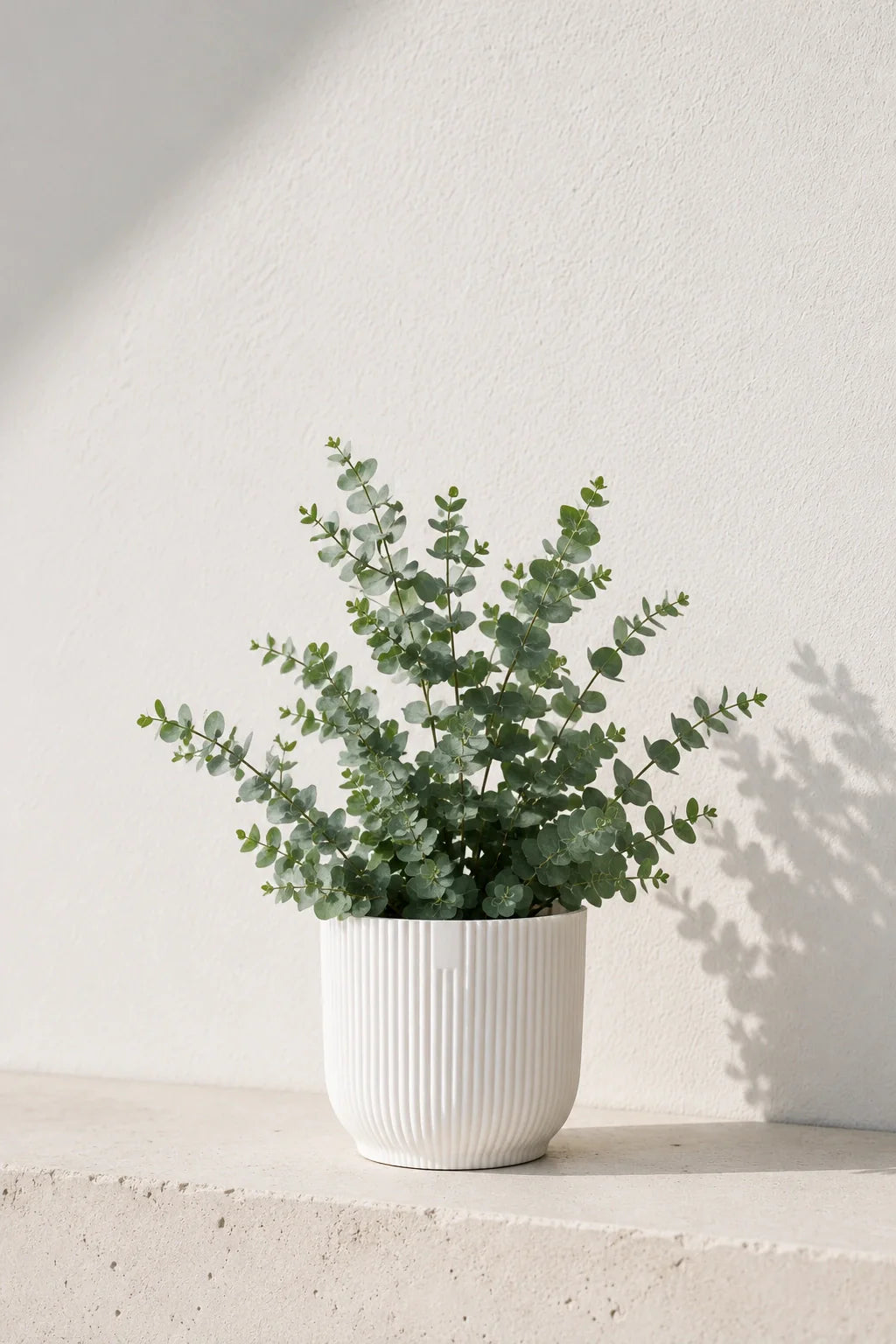 Eucalyptus Gunnii kaufen — aromatischer Eukalyptusbaum für Garten und Terrasse