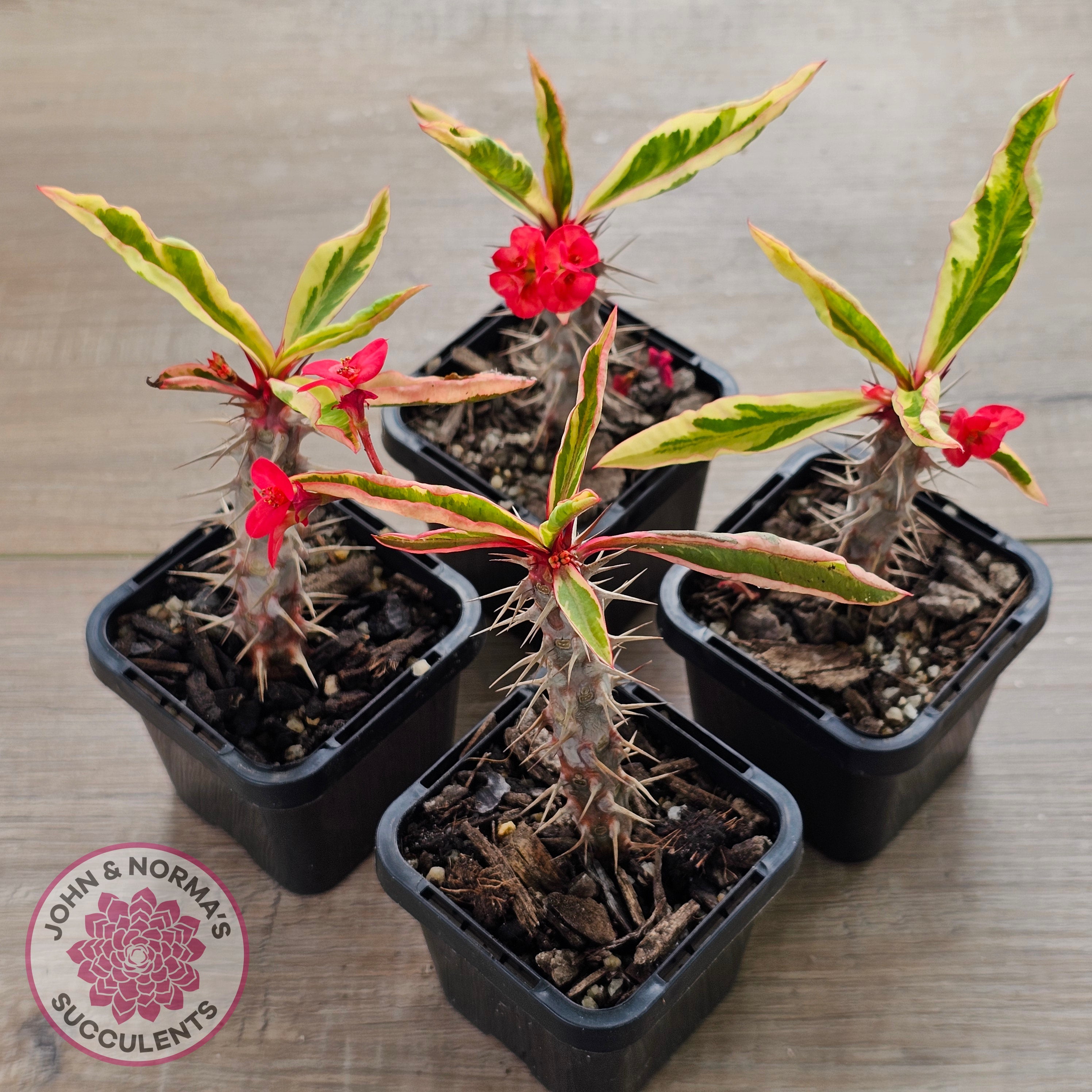 Euphorbia 'Milli' Variegated