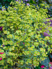 Euphorbia martinii Ascot Rainbow (Spurge)