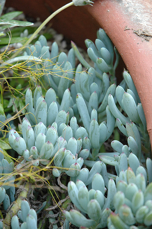 Blue Chalk Sticks Senecio