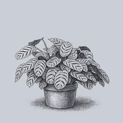 Fishbone Calathea