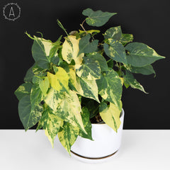 Fallopia Multiflora Aurea Variegated