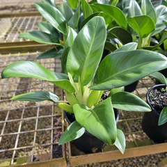 Philodendron martianum (Fat boy)