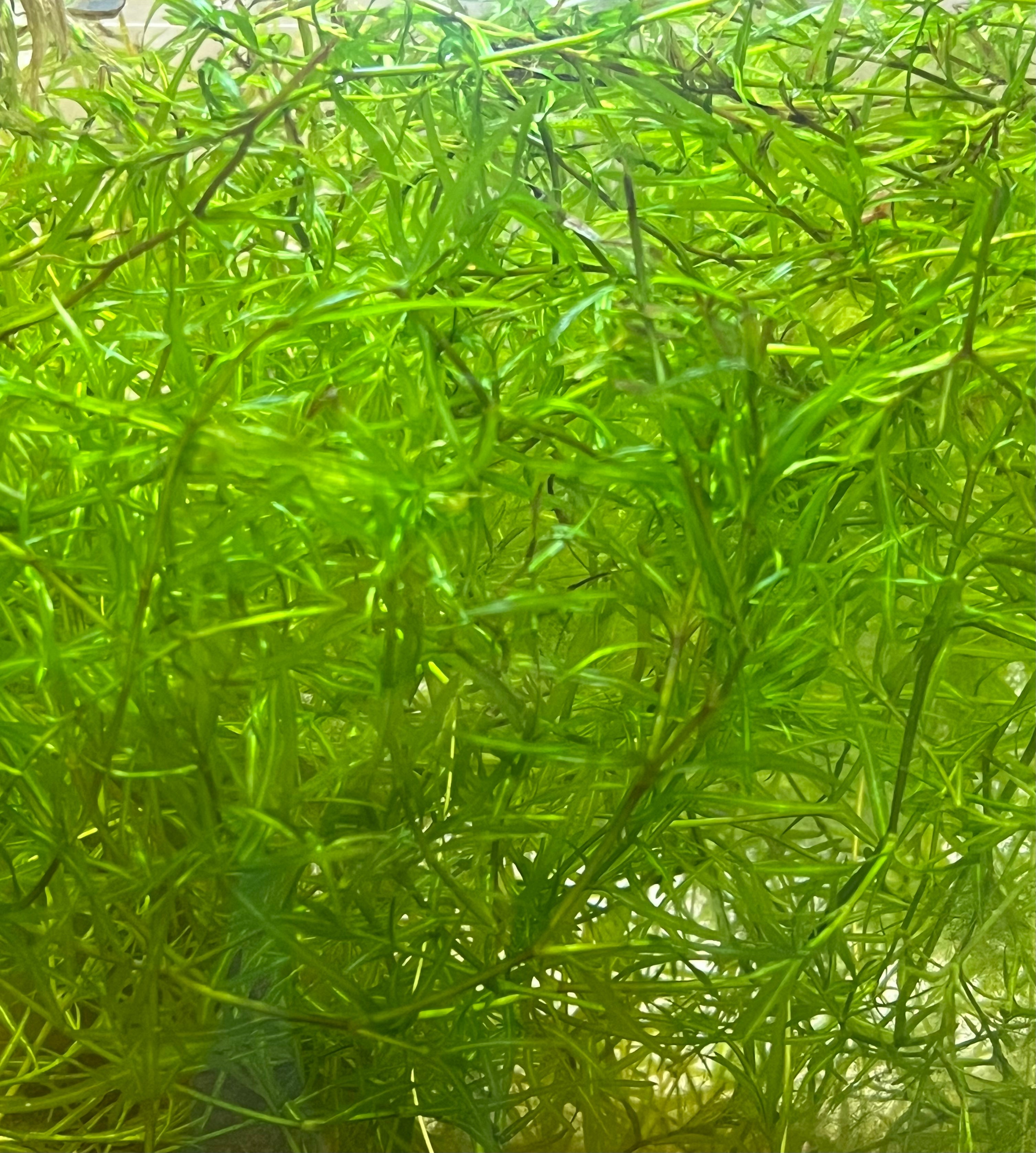 Guppy Grass Live Aquarium Plant (Najas guadalupensis)