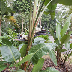 Giant Bird of Paradise Plant (7823953789183)