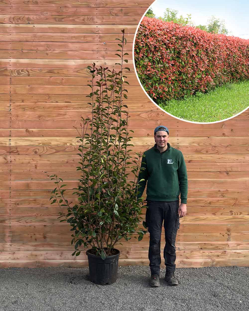 Glanzmispel – Photinia ‘Red Robin’ (Hecke)