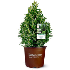 Potted Oakland Holly plant with a Southern Living label on a white background