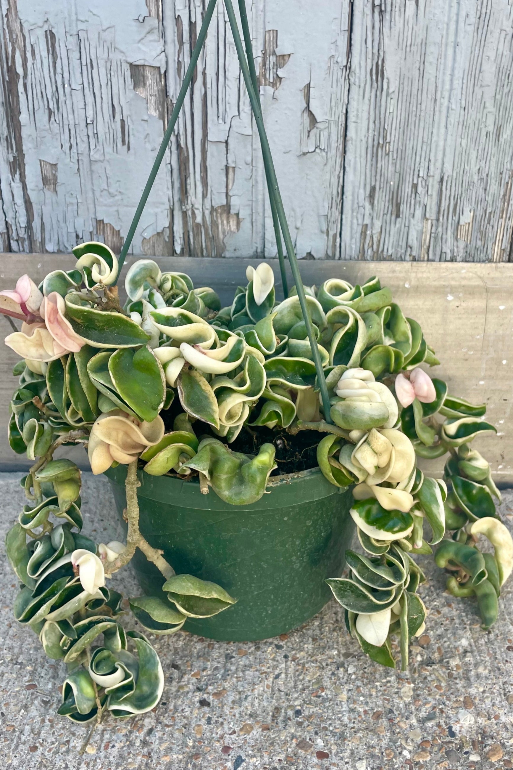 Photo of a Hoya carnosa compacta variegated in front of a gray wall ©Sprout Home ©Sprout Home