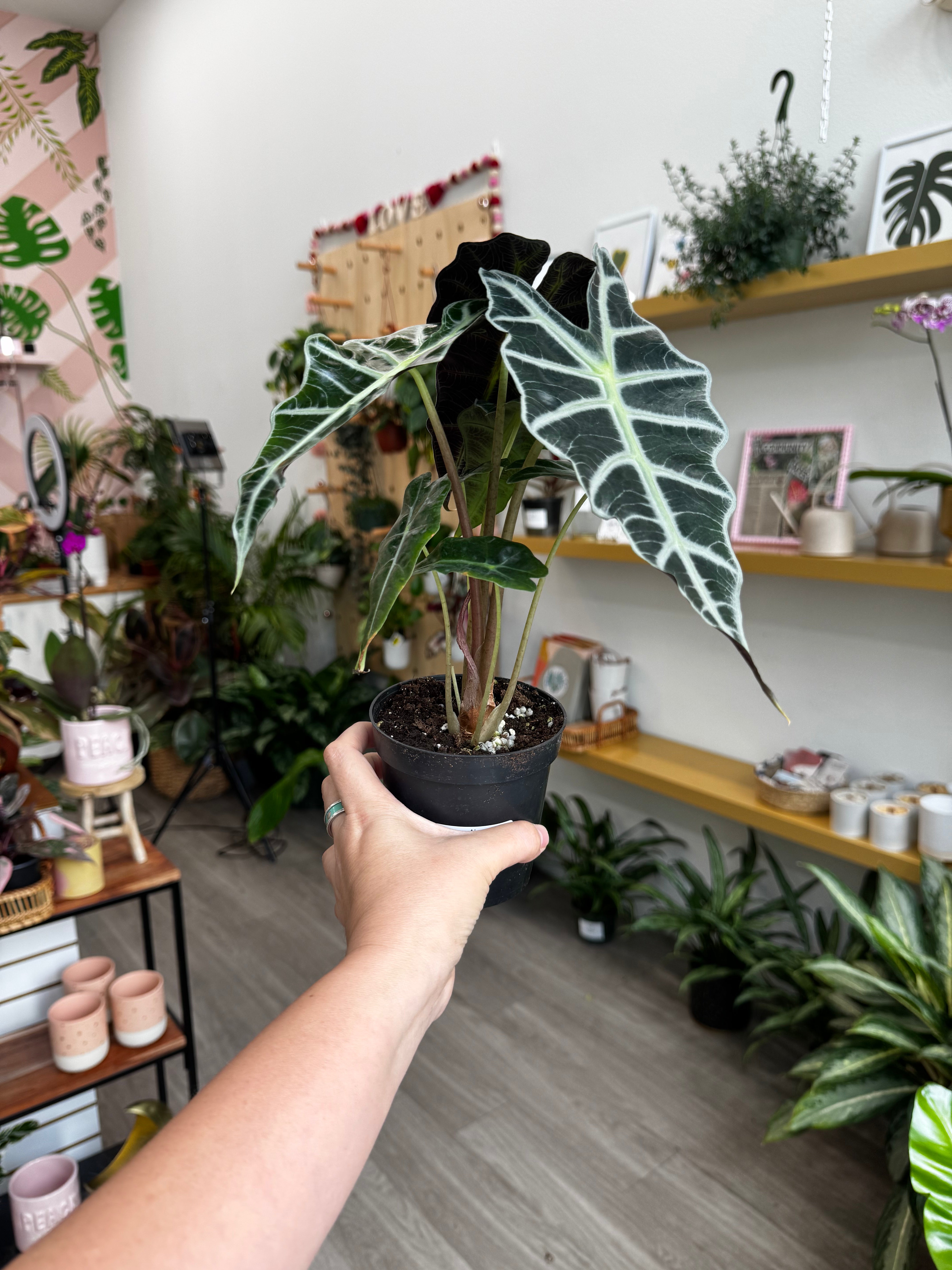 4" Alocasia Polly