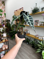 4" Alocasia Polly