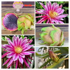 Amelie (Don Burnett βs hybrid) dragon fruit cutting (12") and rooted plant