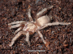 Chaetopelma karlamani 1/2”