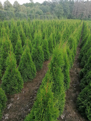 Lebensbaum Thuja occidentalis Smaragd 120-140 cm Höhe Ballenware - Heckenpflanzen Thelen