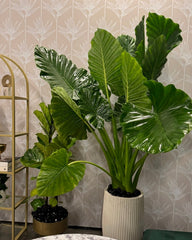 Alocasia Borneo Giant in a white decorative planter featuring massive, glossy dark green leaves with prominent ribbed veins and tall sturdy stems, ideal for bringing a bold, lush tropical feel to spacious indoor settings and modern home decor.
