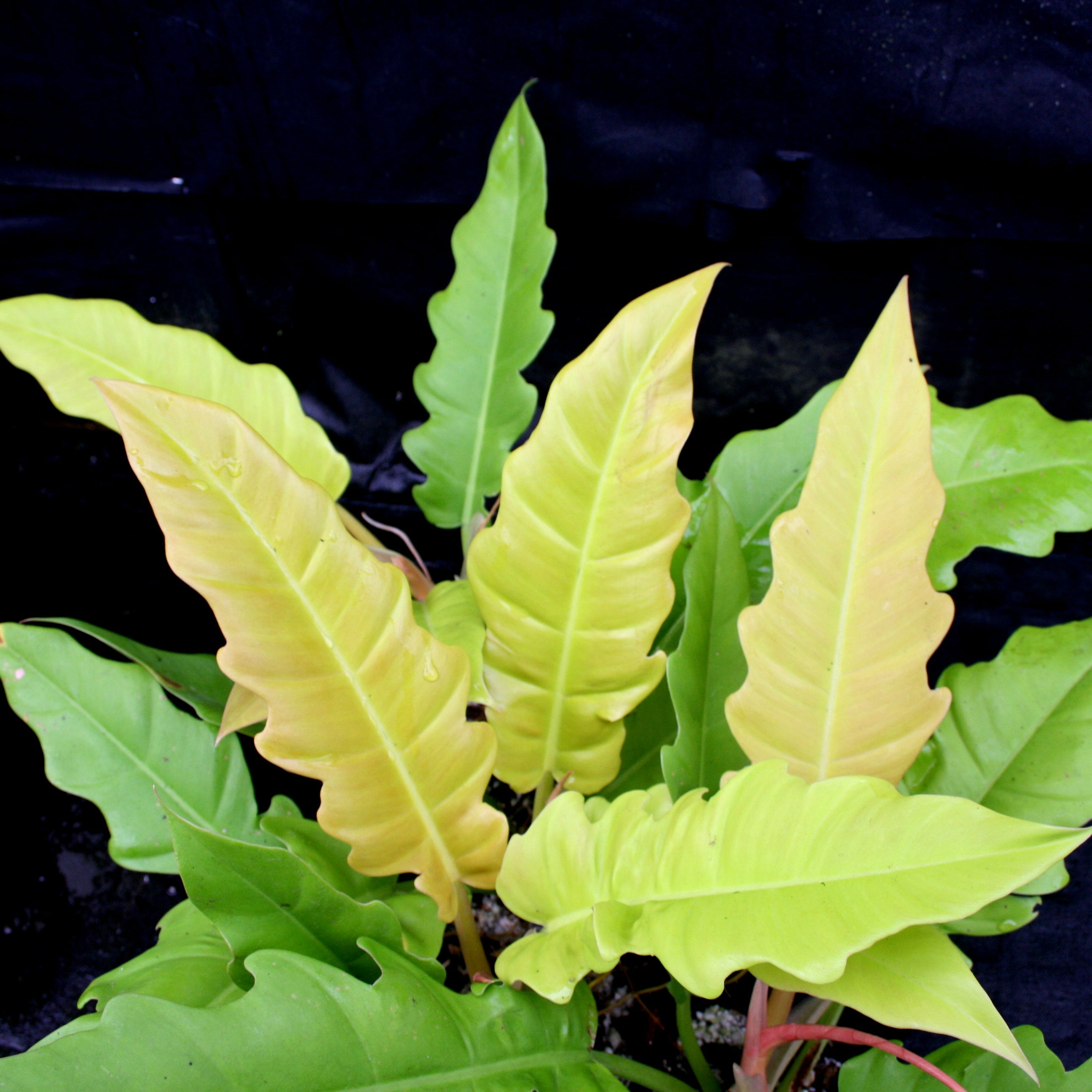 Golden Saw philodendron with broad pale yellow leaves and scalloped edges against dark background