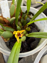 (Paph. Peony 'Regency' x Magic Mood 'Allan Napper') x Barbi Playmate orchid
