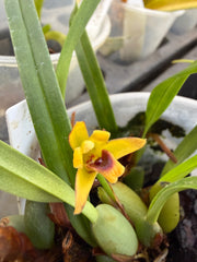 (Paph. Peony 'Regency' x Magic Mood 'Allan Napper') x Barbi Playmate orchid