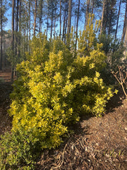 Illicium parviflorum 'Florida Sunshine'